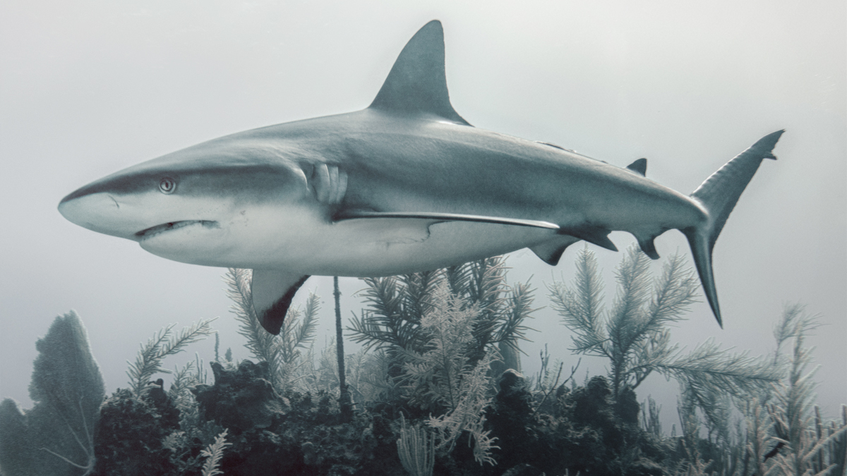 Ponha um tubarão em seu tanque.